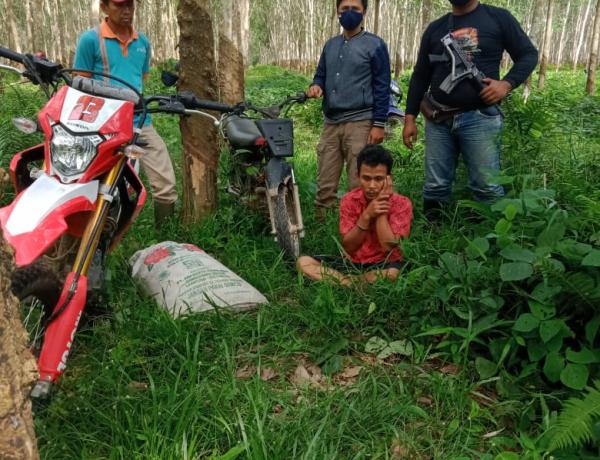 POLISI AMANKAN PENCURI GETAH KARET DI PTPN 7 UNIT KEDATON