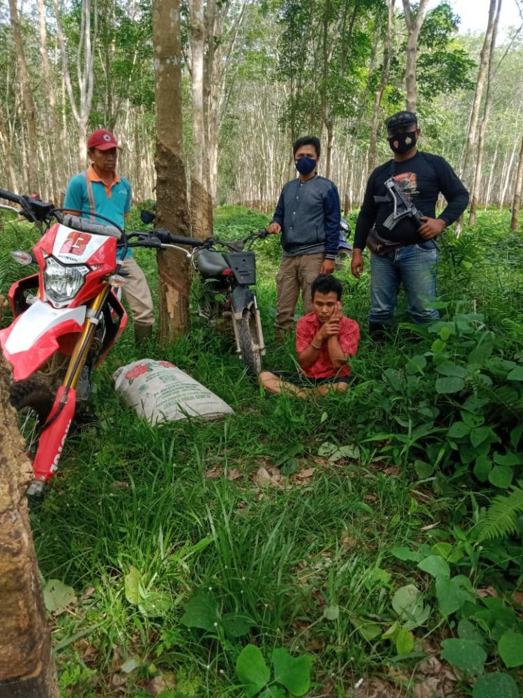 POLISI AMANKAN PENCURI GETAH KARET DI PTPN 7 UNIT KEDATON